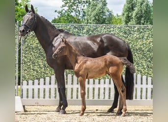 Westphalian, Stallion, Foal (05/2025), Black