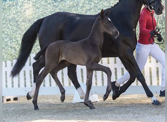 Westphalian, Stallion, Foal (05/2026), Black