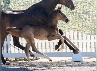 Westphalian, Stallion, Foal (04/2026), Black