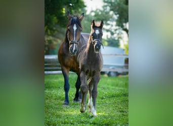 Westphalian Mix, Stallion, Foal (03/2024), Black