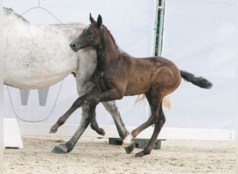 Westphalian, Stallion, Foal (04/2024), Black