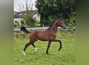 Westphalian, Stallion, Foal (04/2026), Brown