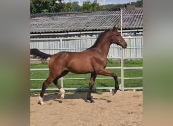 Westphalian, Stallion, Foal (04/2026), Brown