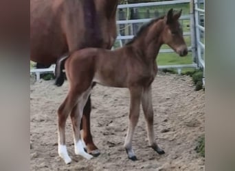 Westphalian, Stallion, Foal (04/2026), Brown