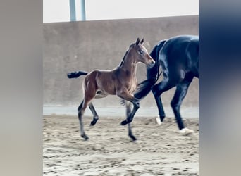 Westphalian, Stallion, , Brown