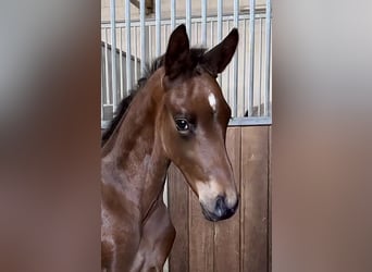 Westphalian, Stallion, , Brown