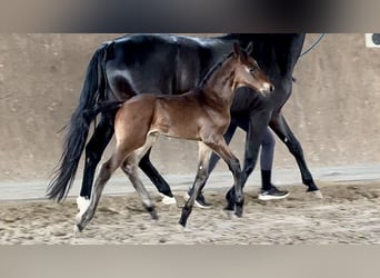 Westphalian, Stallion, , Brown