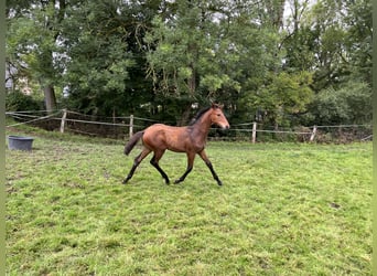 Westphalian, Stallion, Foal (03/2025), Brown