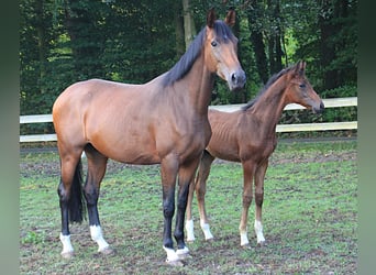 Westphalian, Stallion, Foal (05/2026), Brown