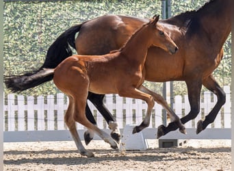 Westphalian, Stallion, , Brown