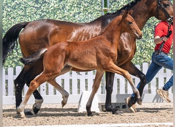 Westphalian, Stallion, , Brown