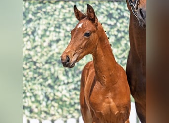 Westphalian, Stallion, , Brown