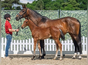 Westphalian, Stallion, , Brown