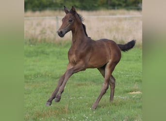 Westphalian, Stallion, Foal (06/2025), Brown