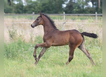 Westphalian, Stallion, Foal (06/2025), Brown
