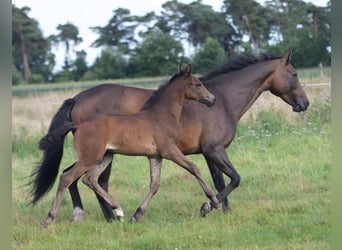 Westphalian, Stallion, Foal (06/2025), Brown