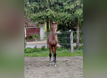 Westphalian, Stallion, Foal (05/2026), Brown