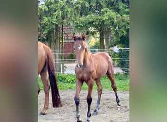 Westphalian, Stallion, Foal (05/2026), Brown