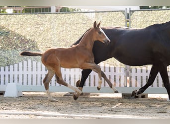 Westphalian, Stallion, Foal (06/2025), Brown