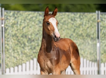 Westphalian, Stallion, Foal (06/2025), Brown