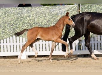 Westphalian, Stallion, Foal (06/2025), Brown