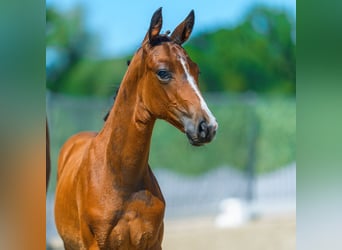 Westphalian, Stallion, Foal (05/2026), Brown