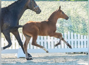 Westphalian, Stallion, Foal (04/2026), Brown