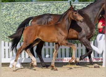 Westphalian, Stallion, Foal (03/2026), Brown
