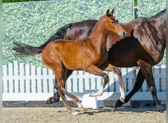 Westphalian, Stallion, Foal (06/2026), Brown