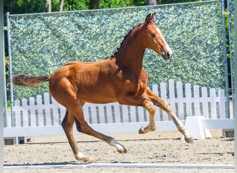 Westphalian, Stallion, Foal (05/2026), Brown