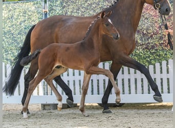 Westphalian, Stallion, Foal (05/2026), Brown