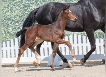 Westphalian, Stallion, , Brown