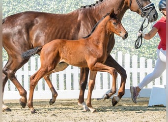 Westphalian, Stallion, Foal (05/2026), Brown