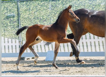 Westphalian, Stallion, Foal (07/2026), Brown