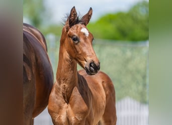 Westphalian, Stallion, Foal (04/2026), Brown