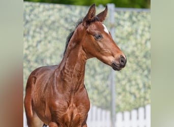 Westphalian, Stallion, , Brown