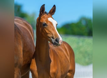 Westphalian, Stallion, Foal (04/2026), Brown