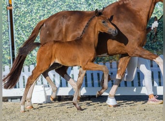 Westphalian, Stallion, Foal (06/2026), Brown