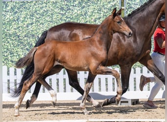 Westphalian, Stallion, Foal (05/2026), Brown