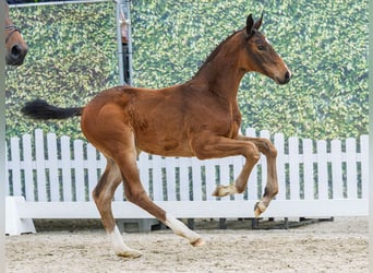 Westphalian, Stallion, Foal (03/2026), Brown