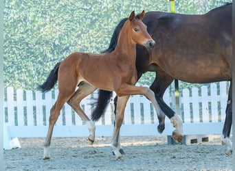 Westphalian, Stallion, Foal (06/2026), Brown
