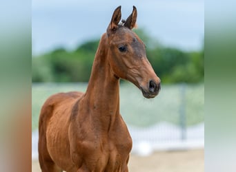 Westphalian, Stallion, Foal (04/2026), Brown