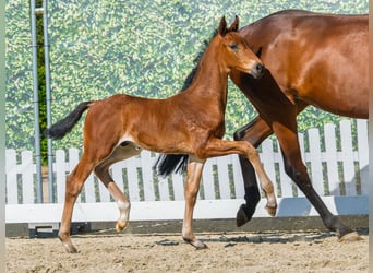 Westphalian, Stallion, Foal (07/2026), Brown
