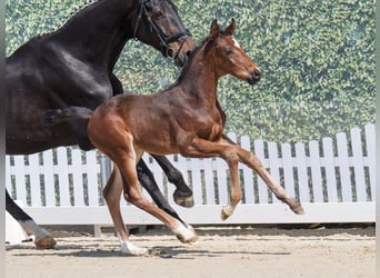 Westphalian, Stallion, , Brown