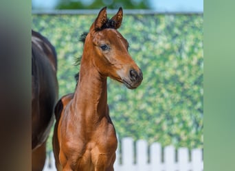 Westphalian, Stallion, Foal (07/2026), Brown