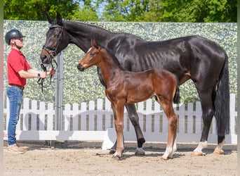 Westphalian, Stallion, , Brown