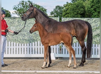 Westphalian, Stallion, , Brown