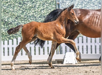 Westphalian, Stallion, , Brown