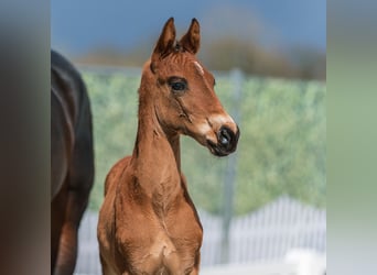 Westphalian, Stallion, Foal (02/2026), Brown