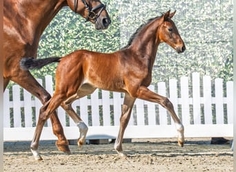 Westphalian, Stallion, , Brown
